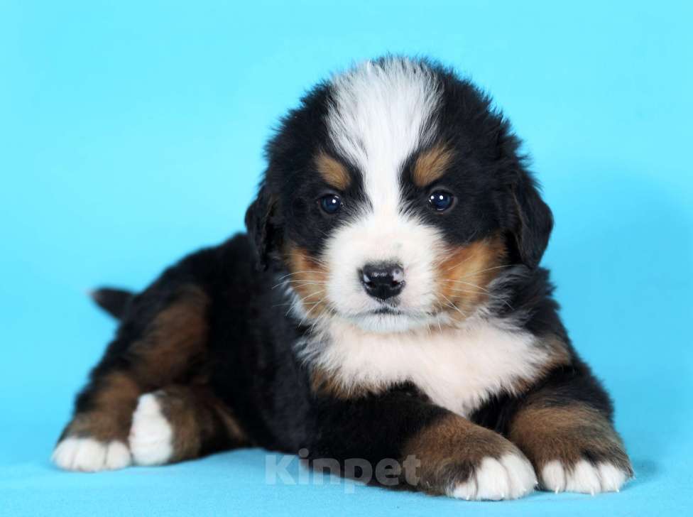 Собаки в Екатеринбурге: ЩЕНКИ БЕРНСКОГО ЗЕННЕНХУНДА Мальчик, Бесплатно - фото 3