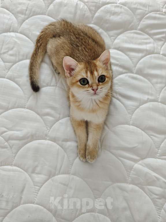 Кошки в Ангарске: Феникс Британский котёнок золото Мальчик, 35 000 руб. - фото 2