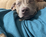 Собаки в Ростове-на-Дону: Продам щенка питбуль  Мальчик, 20 000 руб. - фото 1