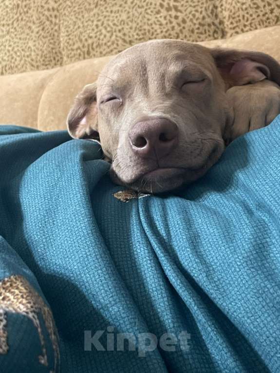 Собаки в Ростове-на-Дону: Продам щенка питбуль  Мальчик, 20 000 руб. - фото 1