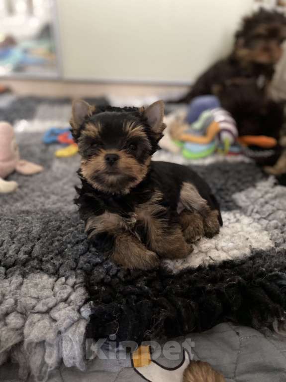 Собаки в Москве: Йоркширский терьер мальчики Мальчик, Бесплатно - фото 2