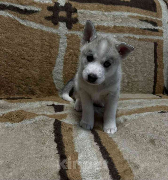 Собаки в Твери: Продаются щенки чистокровной Сибирской хаски  Девочка, 10 000 руб. - фото 4
