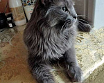 Кошки в Москве: Роскошный Мартин, котик породы нибелунг в добрые руки Мальчик, 10 руб. - фото 1