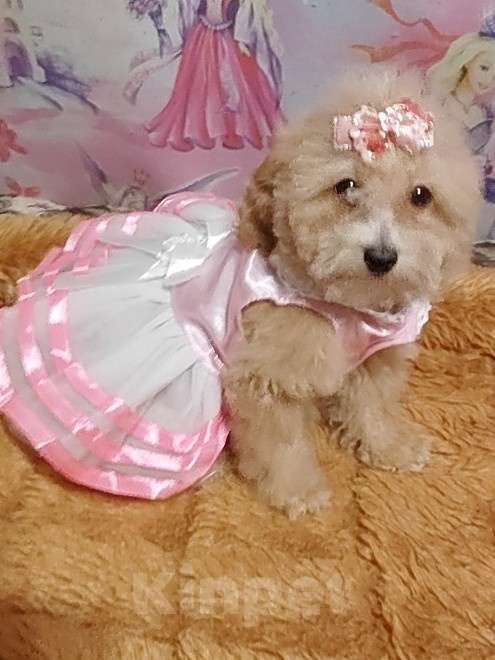 Собаки в Екатеринбурге: Щенки породы Пушон Девочка, 70 000 руб. - фото 5