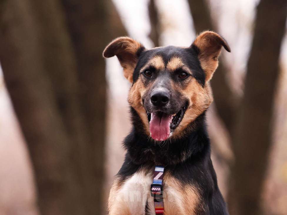 Собаки в Москве: Молодой пес в добрые руки Мальчик, Бесплатно - фото 9