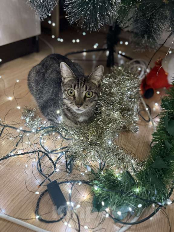 Кошки в Москве: Найдись добрый человек,забери меня! Мальчик, Бесплатно - фото 3