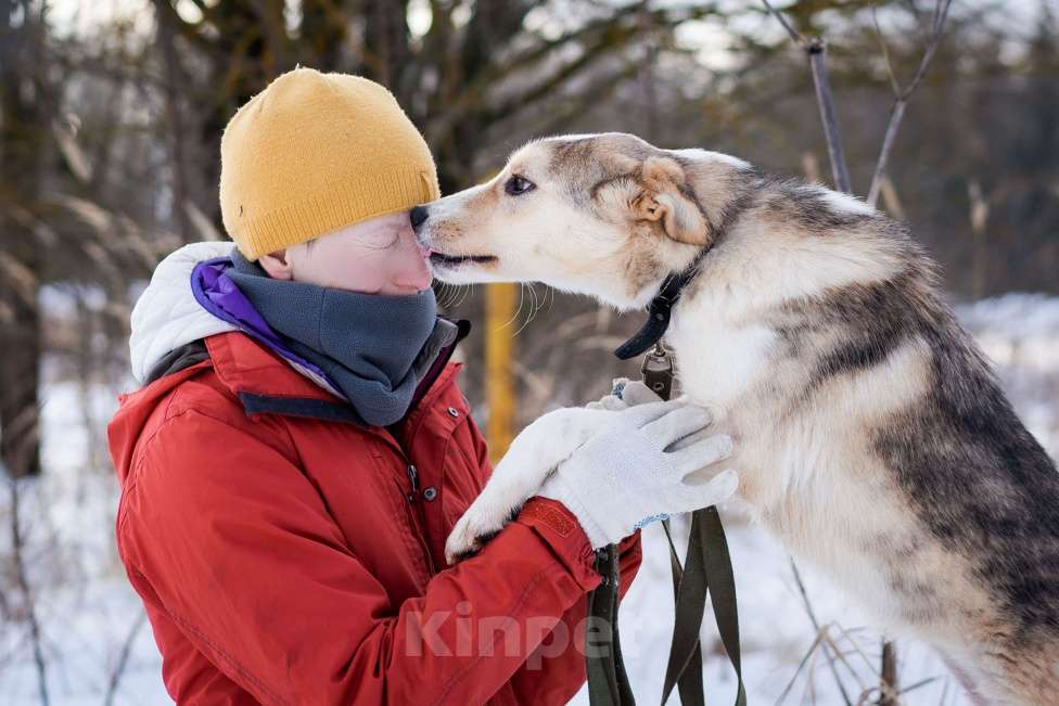 Собаки в Москве: Собака из приюта в добрые руки Девочка, Бесплатно - фото 8