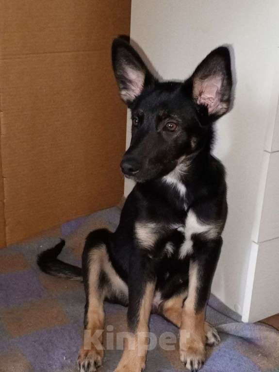 Собаки в Волгограде: Макс ищет нового хозяина ( найден потеряшка или брошенка( 20.12.25г и никто не ищет его (( Мальчик, Бесплатно - фото 1