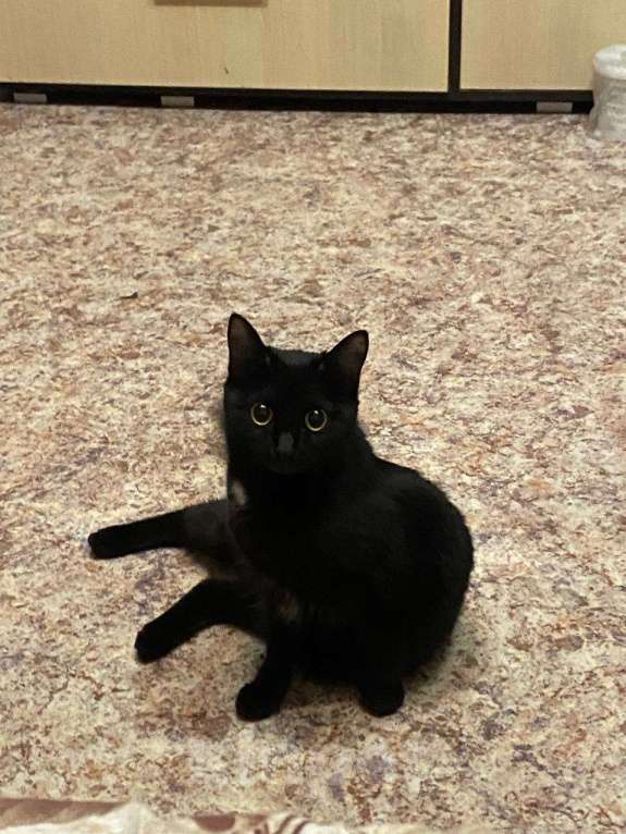 Кошки в Казани: Потерялся член семьи Девочка, 5 000 руб. - фото 2