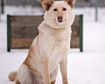 Собаки в Москве: Обаятельный Сахарок, молодой добрый пес в добрые руки Мальчик, Бесплатно - фото 6