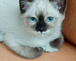 Кошки в Островной: Крупные ушастые котята, 10 руб. - фото 2