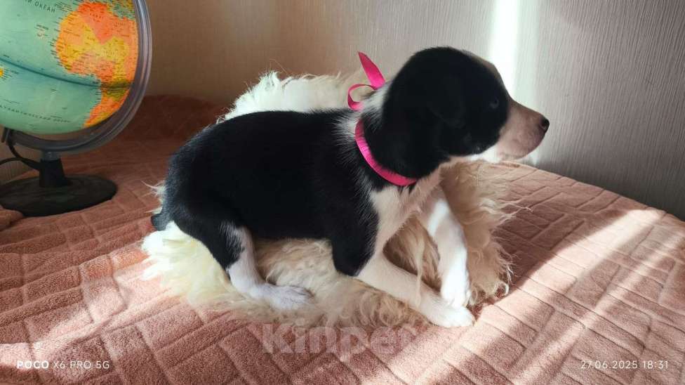 Собаки в Красногорске: Щенки Девочка, Бесплатно - фото 3