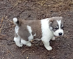Собаки в Печоре: Щенок САО Мальчик, 50 000 руб. - фото 2