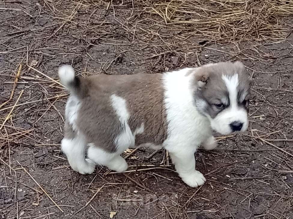 Собаки в Печоре: Щенок САО Мальчик, 50 000 руб. - фото 2
