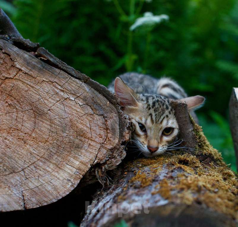 Кошки в Москве: Бенгальский котенок Мальчик, 20 000 руб. - фото 2