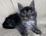 Кошки в Дмитрове: Черная дымчатая девочка мейн кун Wlasta Девочка, 40 000 руб. - фото 2