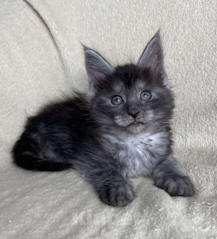 Кошки в Дмитрове: Черная дымчатая девочка мейн кун Wlasta Девочка, 40 000 руб. - фото 2