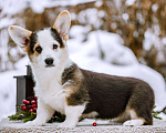 Собаки в Новосибирске: Вельш Корги Пемброк Моргана ле Фэй Девочка, 65 000 руб. - фото 3