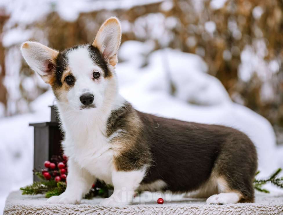 Собаки в Новосибирске: Вельш Корги Пемброк Моргана ле Фэй Девочка, 65 000 руб. - фото 3