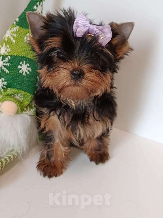 Собаки в других городах Московской области: Крошка Эля Девочка, 95 000 руб. - фото 4