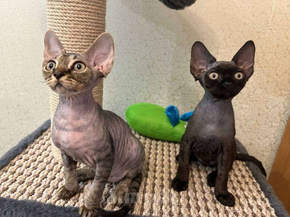 Кошки в Новосибирске: Девон-Рекс Мальчик, Бесплатно - фото 1