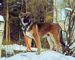 Собаки в Перми: Барни ищет дом  Мальчик, Бесплатно - фото 5
