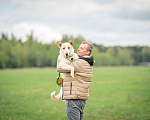 Собаки в Москве: Собака в добрые руки, красавчик Саймон ищет дом Мальчик, 10 руб. - фото 6