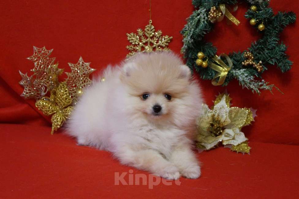 Собаки в Москве: Мальчик померанского шпица Мальчик, 25 000 руб. - фото 1