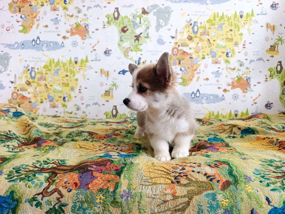 Собаки в Уфе: Корги пемброк Мальчик, 45 000 руб. - фото 8