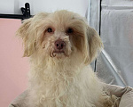Собаки в Подольске: Пудель, Взрослая собака Девочка, Бесплатно - фото 1