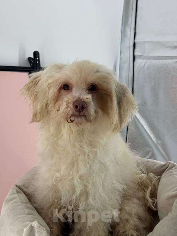 Собаки в Подольске: Пудель, Взрослая собака Девочка, Бесплатно - фото 1