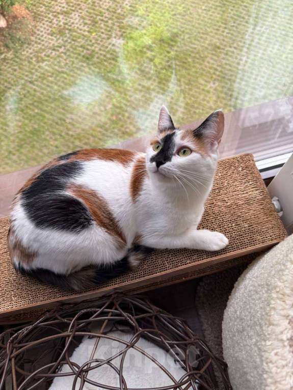 Кошки в Москве: Кошка-праздник  Девочка, Бесплатно - фото 3