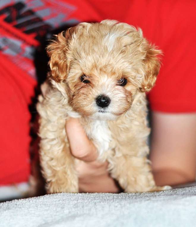 Собаки в других городах Свердловской области: карамельная малышка мальтипу F1 мини Девочка, 120 000 руб. - фото 2
