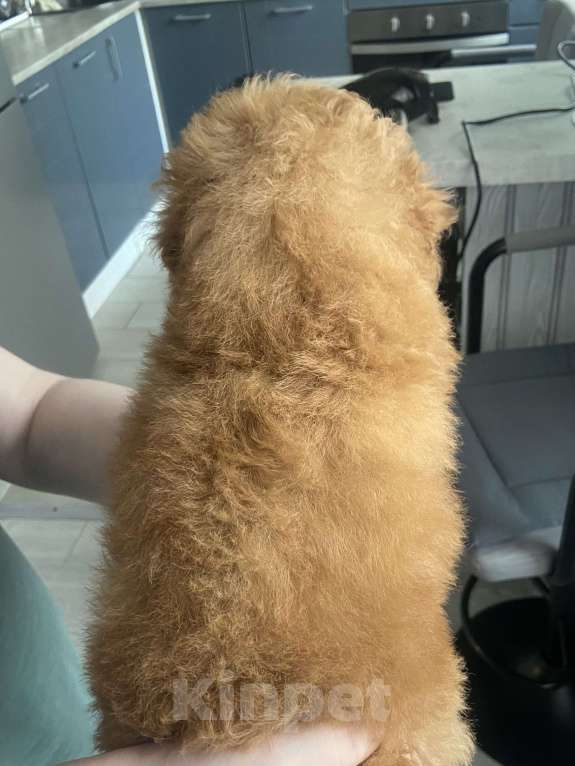 Собаки в Омске: Той пудель,щенок Мальчик, 80 000 руб. - фото 1