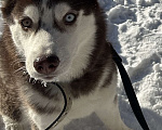 Собаки в Москве: Продаю сибирскую хаски девочка 9 месяцев Девочка, 19 900 руб. - фото 3