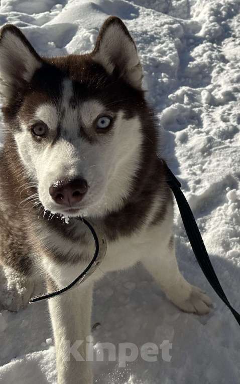 Собаки в Москве: Продаю сибирскую хаски девочка 9 месяцев Девочка, 19 900 руб. - фото 3