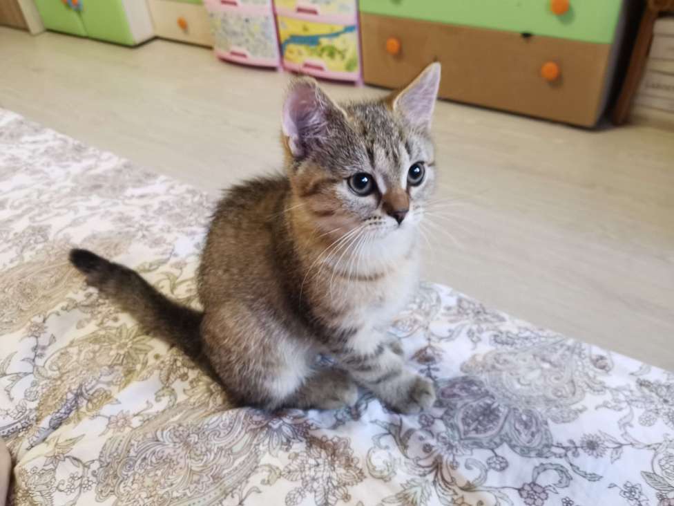 Кошки в Москве: Британские котята  Мальчик, 10 000 руб. - фото 2