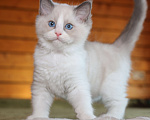 Кошки в Санкт-Петербурге: Рэгдолл мальчик Мальчик, 60 000 руб. - фото 4