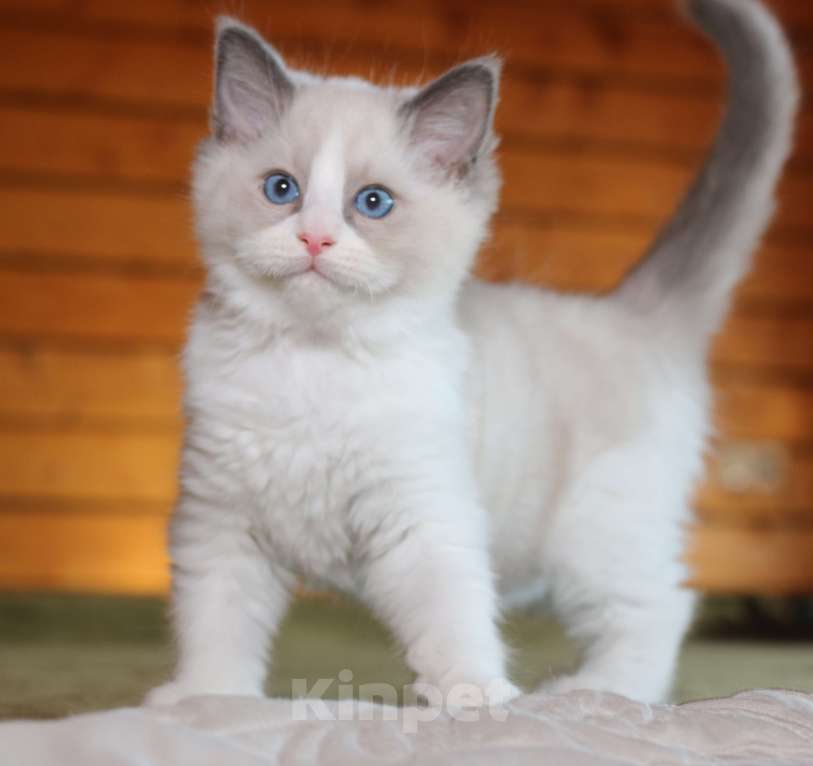 Кошки в Санкт-Петербурге: Рэгдолл мальчик Мальчик, 60 000 руб. - фото 4