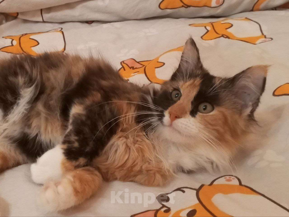 Кошки в Санкт-Петербурге: Котёнок Кася, трёхцветная-черепаховая Девочка, Бесплатно - фото 1