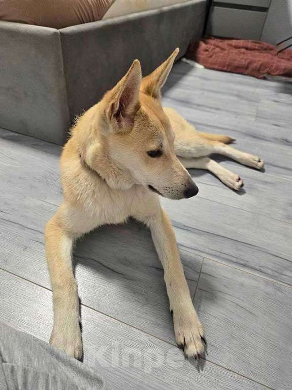 Собаки в Москве: Умнейшая домашняя некрупная собачка-подросток Чапа ищет дом Девочка, 10 руб. - фото 1