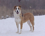 Собаки в Москве: Рыжая красавица Челси в дар Девочка, Бесплатно - фото 4