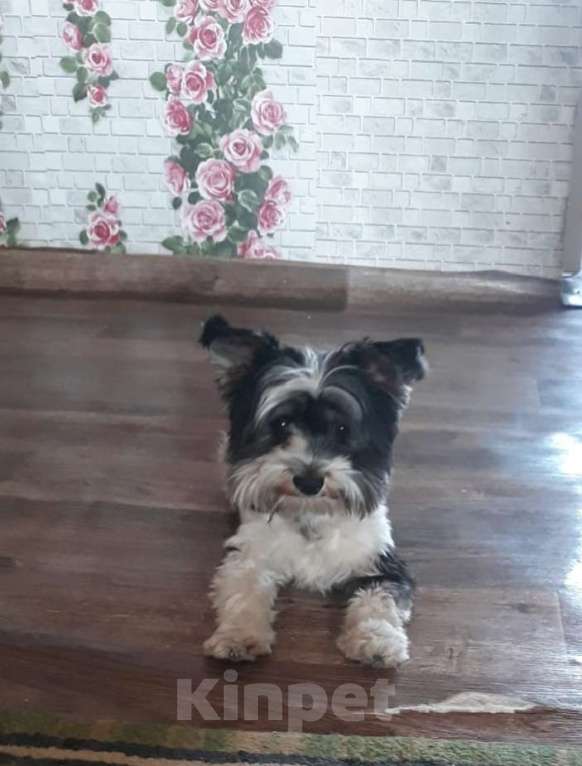 Собаки в Кемерово: Продам Мальчик, 18 000 руб. - фото 2