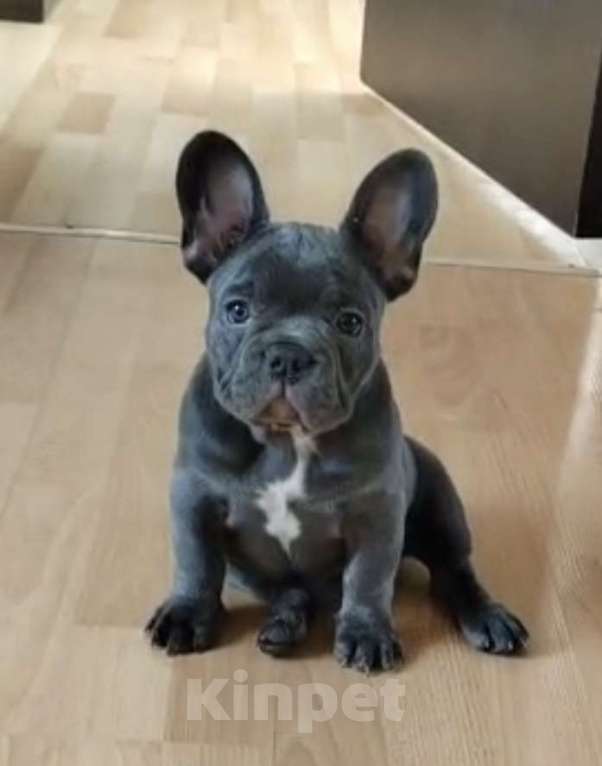 Собаки в Москве: французский бульдог голубой  Девочка, 100 000 руб. - фото 1