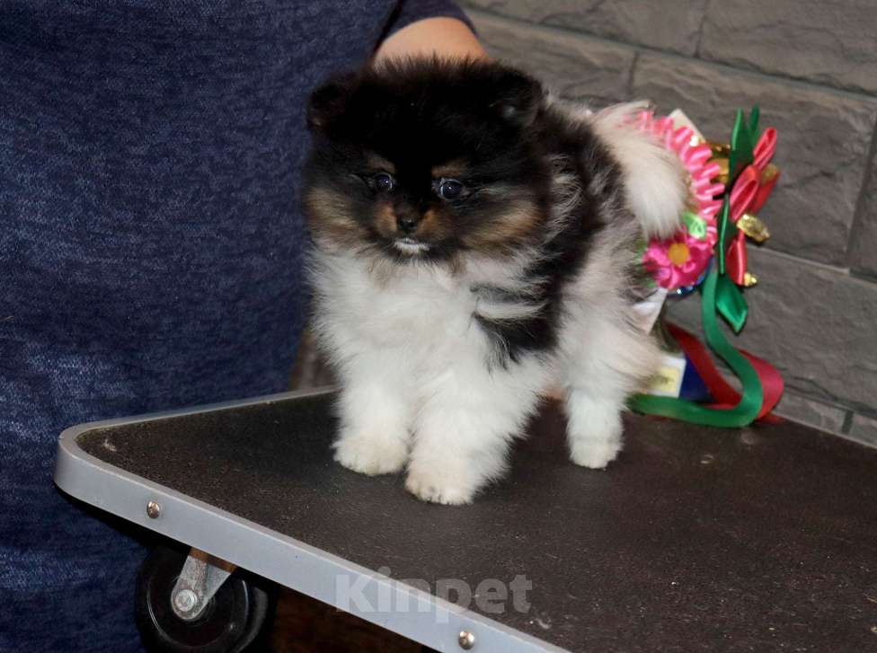 Собаки в Москве: Нарядная красотка Девочка, 75 000 руб. - фото 7