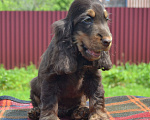 Собаки в Зеленограде: Английский кокер спаниель щенки Девочка, 45 000 руб. - фото 5