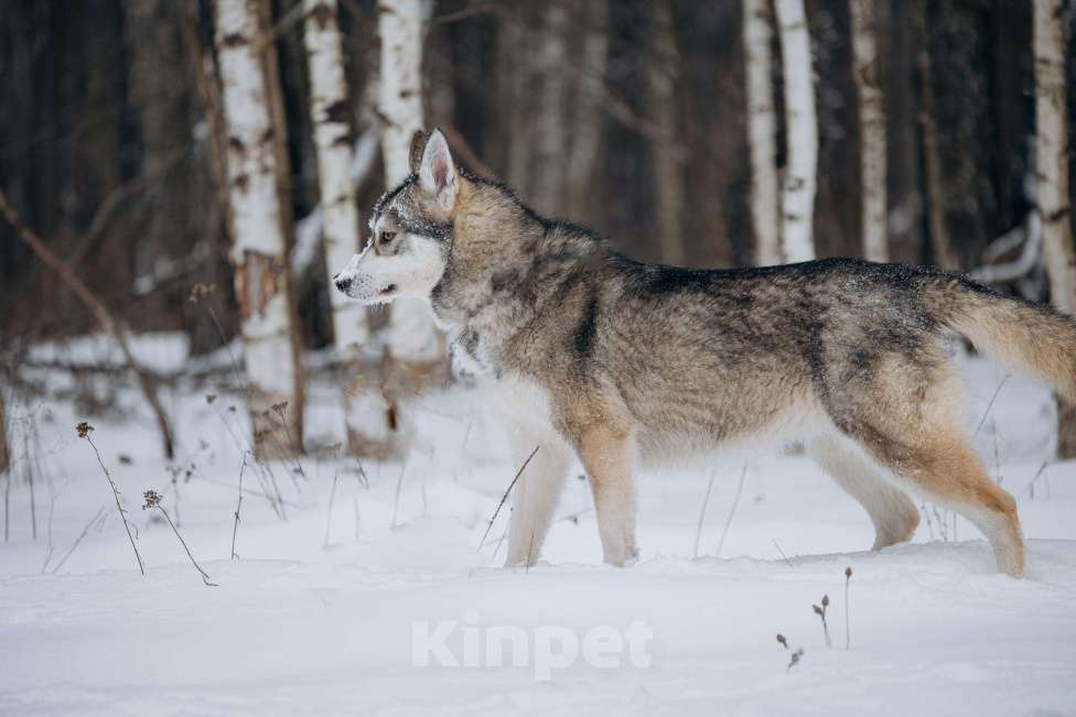 Собаки в Москве: Активная девчонка в поисках дома! Девочка, Бесплатно - фото 6