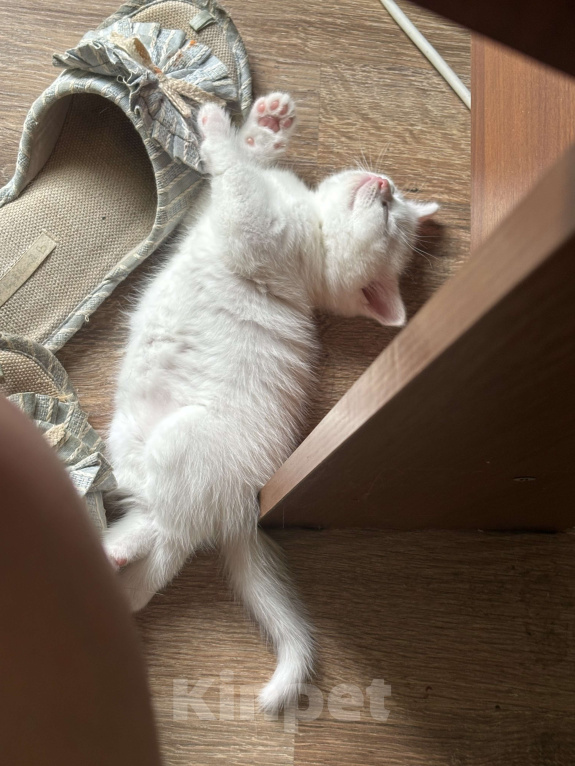 Кошки в Новороссийске: Прямоухие котята  Девочка, Бесплатно - фото 1