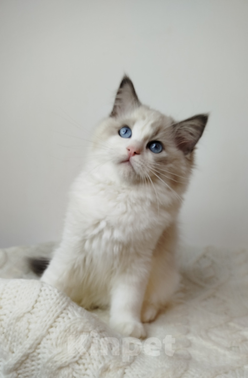 Кошки в Москве: Котик рэгдолл Мальчик, 85 000 руб. - фото 6