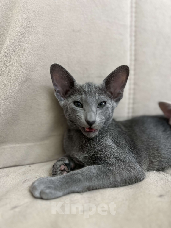 Кошки в Москве: Шикарная ориентальная малышка Девочка, 60 000 руб. - фото 2